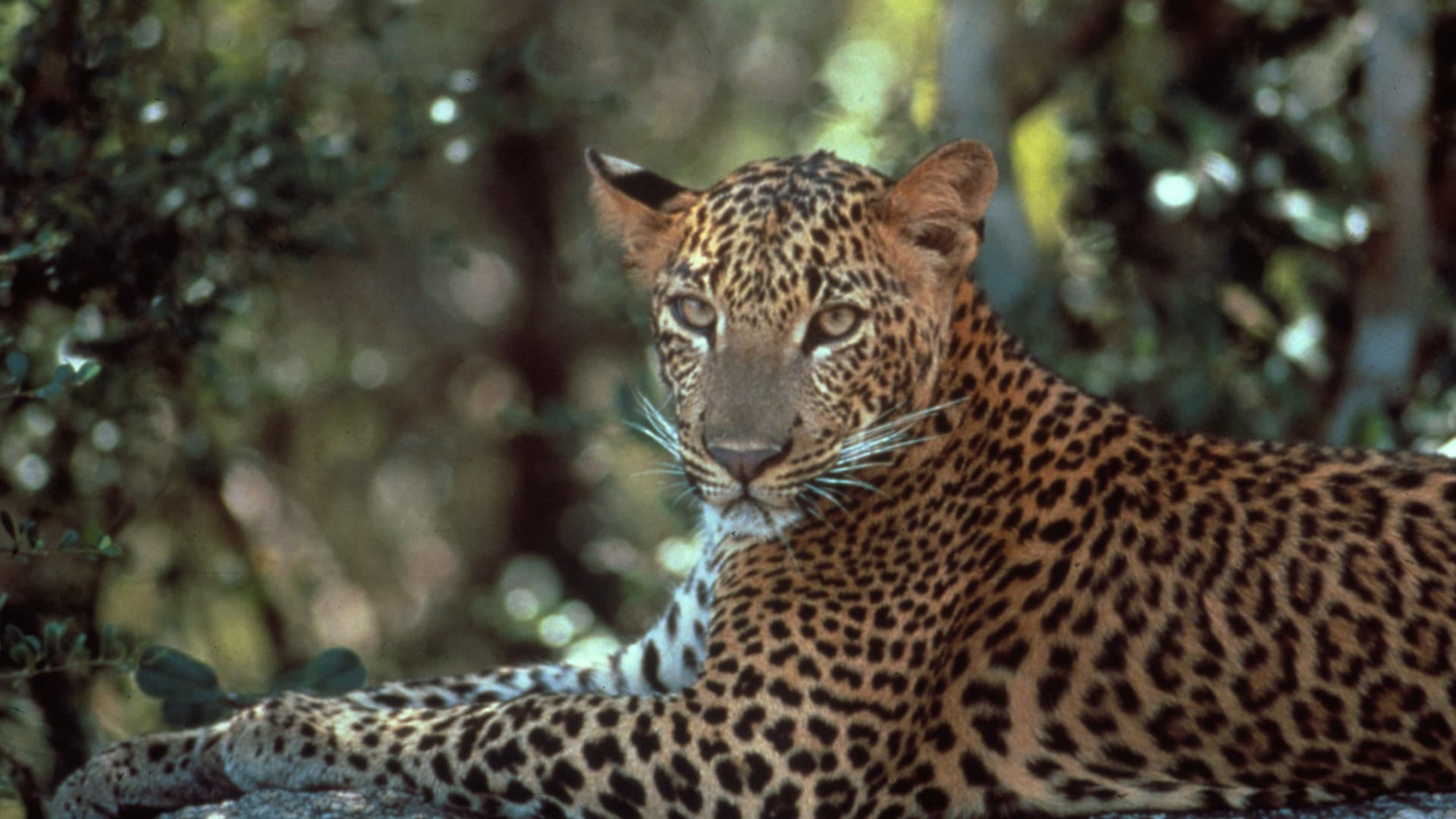 Yala National Park Safari